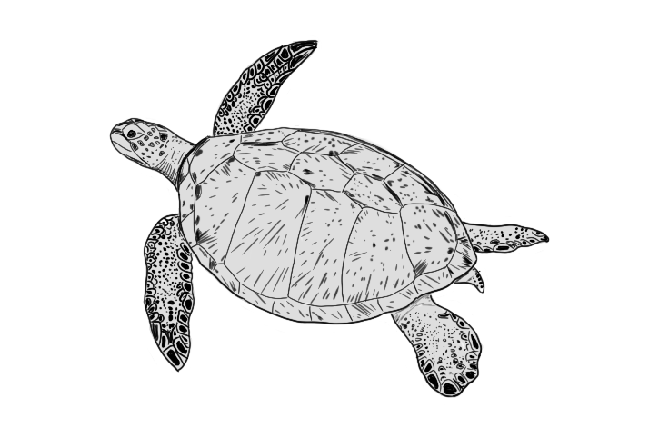 sketch of green sea turtle