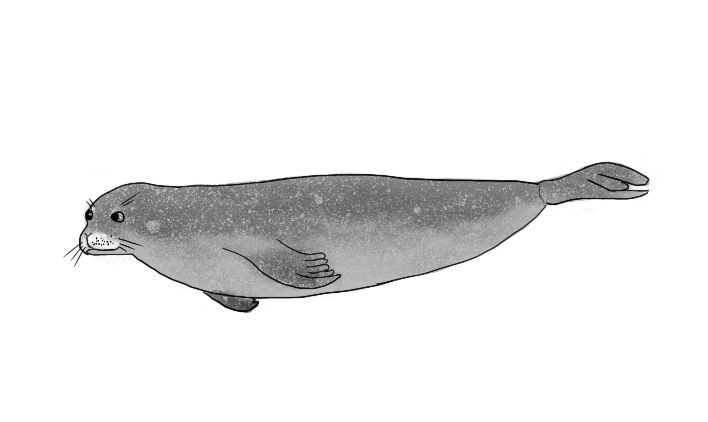 sketch of monk seal