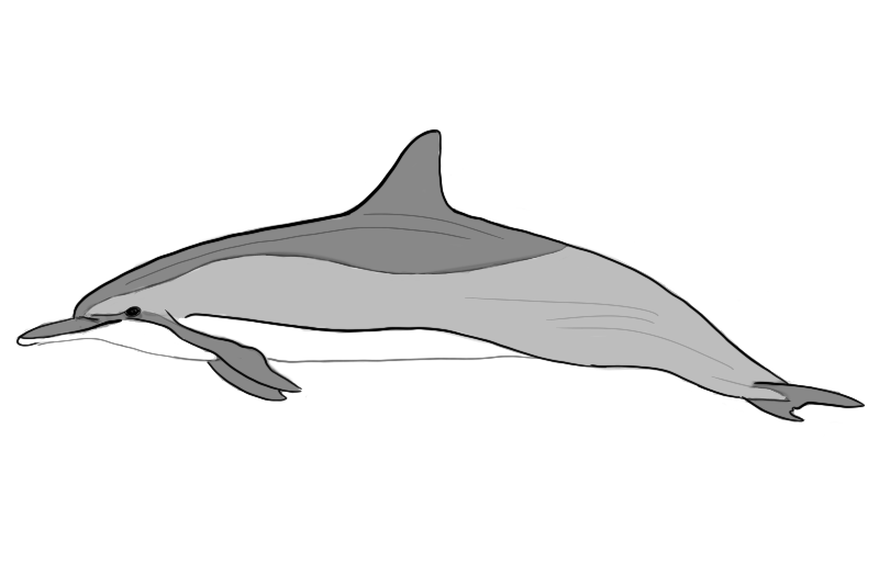 sketch of spinner dolphin