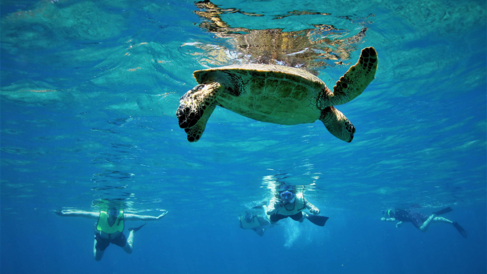 a green sea turtle swimming while a family snorkels nearby at a big island snorkel spot