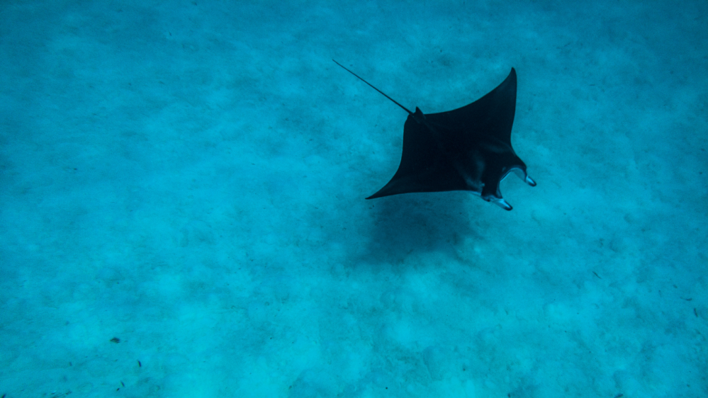 a manta ray swimming under water at a hawaii snorkel spot, mauna kea beach